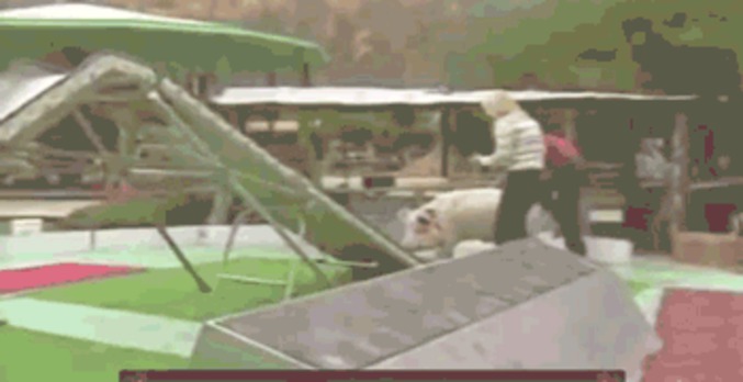 Agility pig