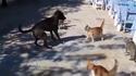Comme chien et chat