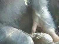 Le singe et le crapaud
