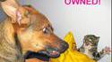 Frayeur chien