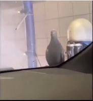 Je pense qu’il sait ce qu’il fait 