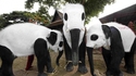 Pandéphants