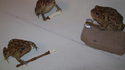 Battle Frogs