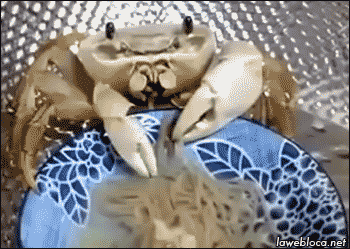 Ça existe les crabes domestiques ?