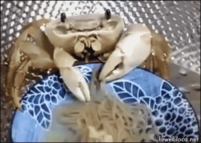 Un crabe mange des spaghettis
