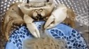 Un crabe mange des spaghettis