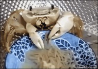 Un crabe mange des spaghettis