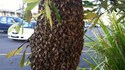Bzzz