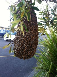 Bzzz