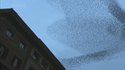 Les oiseaux