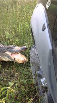 Alligator vs camion