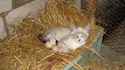 Un chat pond