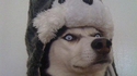 Woof.