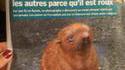 Discrimination animale