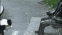 C'est con un chien.