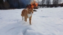 Un chat