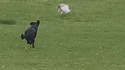 Comme chien et chat 29