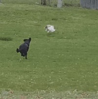 Comme chien et chat 29