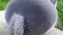 Fluffy ball of fur