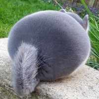 Fluffy ball of fur