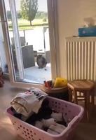 L'insolence d'un FDP