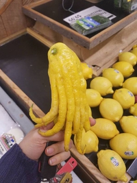 Citron Cthulhu