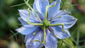 Une fleur