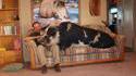 Animal de compagnie