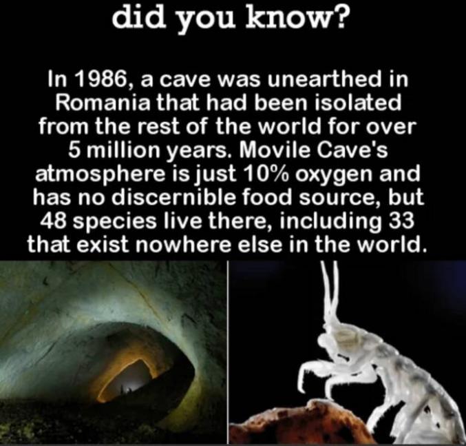 fascinating.
(comme dirait Spock)
https://hitek.fr/actualite/grotte-movile-cave-incroyable-ecosysteme_10679