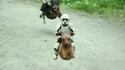 Chien-Speeder