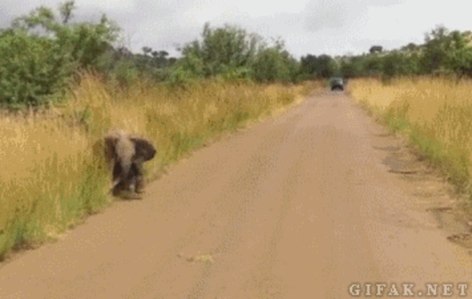 Eléphant courageux ...