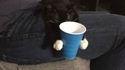on a enfin trouvé une utilité aux chats !