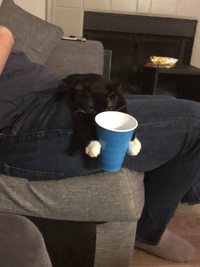 on a enfin trouvé une utilité aux chats !