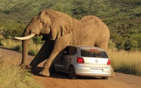 Un éléphant fait sa sieste sur une voiture