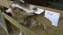 Ne pas nourrir les animaux