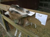 Ne pas nourrir les animaux