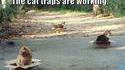 Attrape-chats