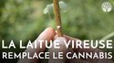 L'alternative au cannabis 
