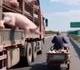 Scène d'évasion dans un film cochon