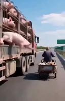 Scène d'évasion dans un film cochon