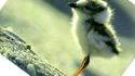 Un petit oiseau