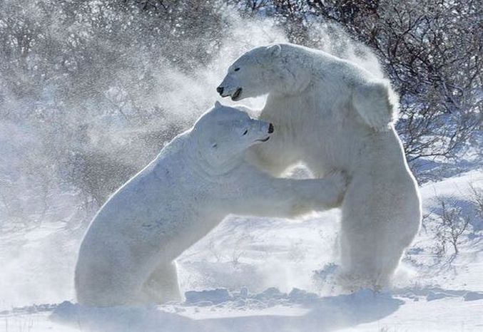 Les ours polaires sont des pervers.
