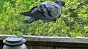 surement un pigeon hindou