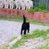 Dark Cator 
