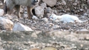 Le chat et le renard