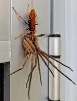 Australie bienheureuse : Une énorme reine-guêpe paralyse une tarentule dans laquelle elle pondra ses oeufs...