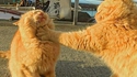 Avoir un chat dans la gorge