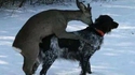 Un chien de chasse 