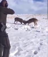 Solution pour décoincer deux rennes coincés après leur combat .