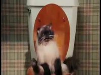 Un chat aux toilettes